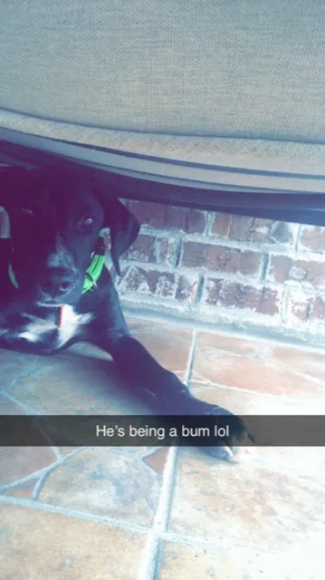 Lost dog in Lake Charles, LA, 70611