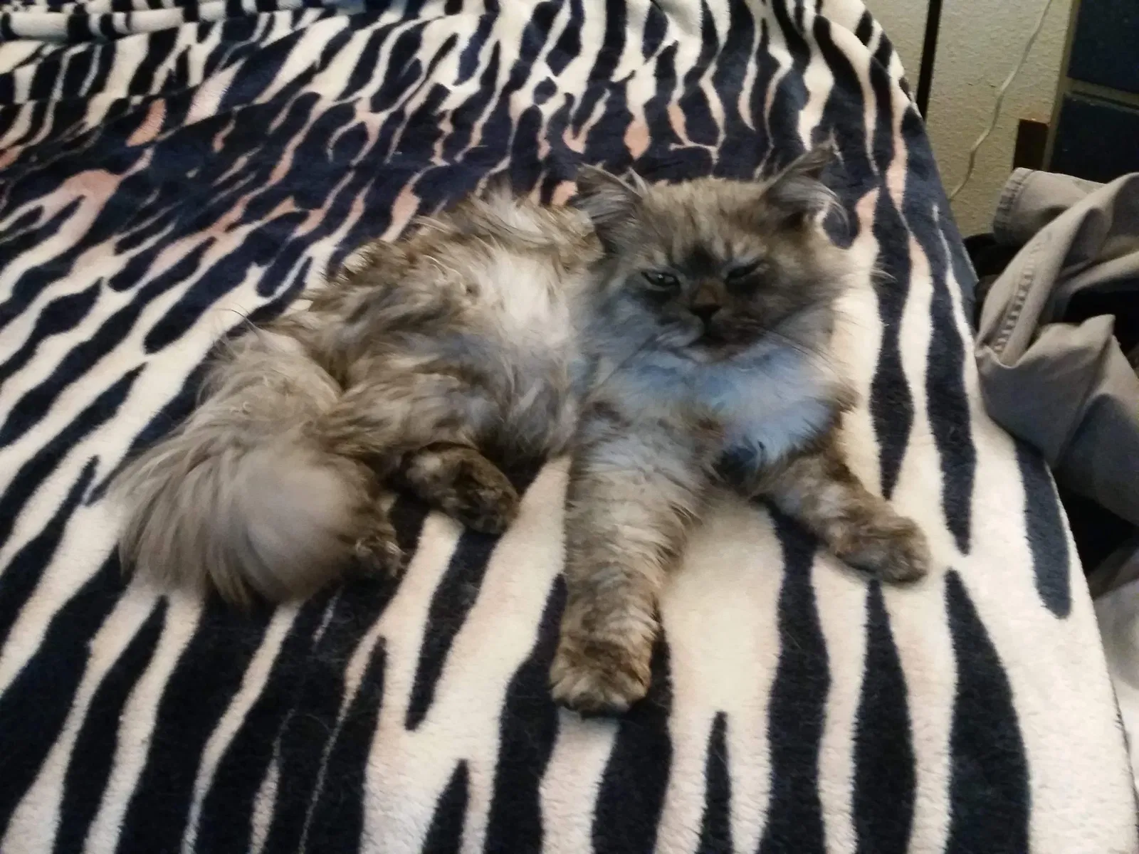Lost cat in Temecula, CA, 92592