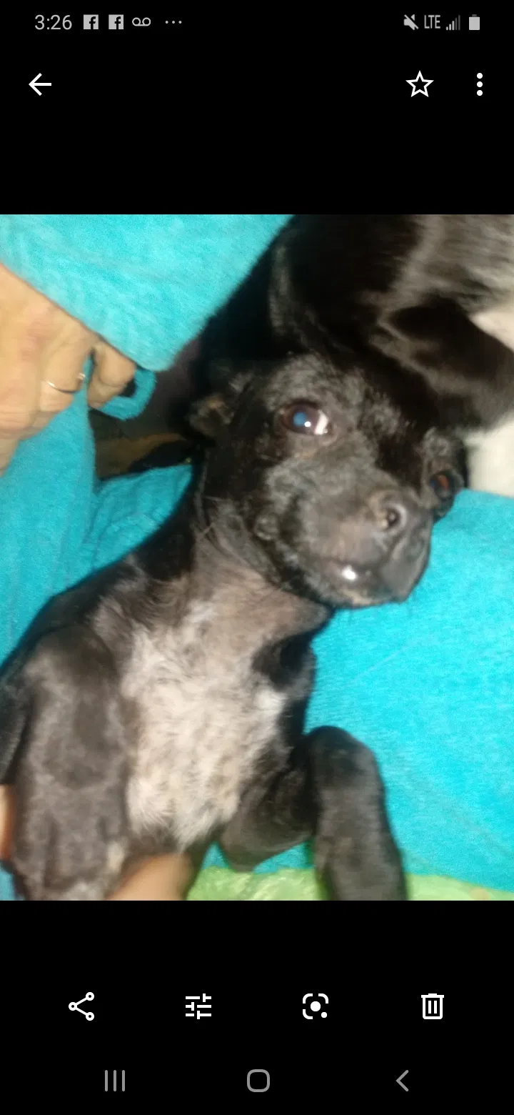 Lost dog in Pleasant Grove, CA, 95668