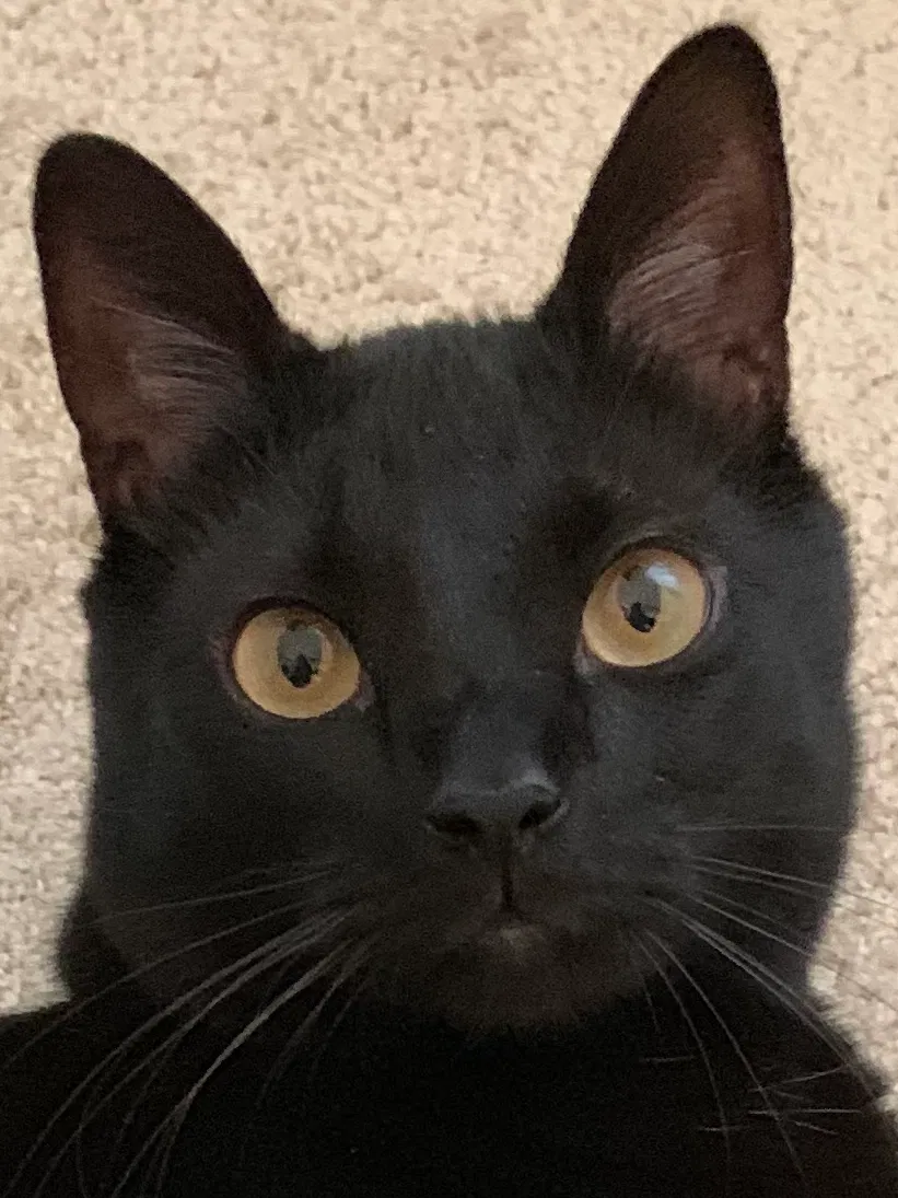 Lost cat in Henrico, VA, 23228