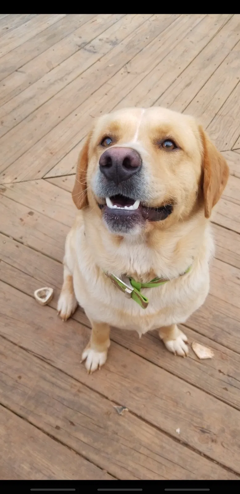 Lost dog in Charlotte, NC, 28227