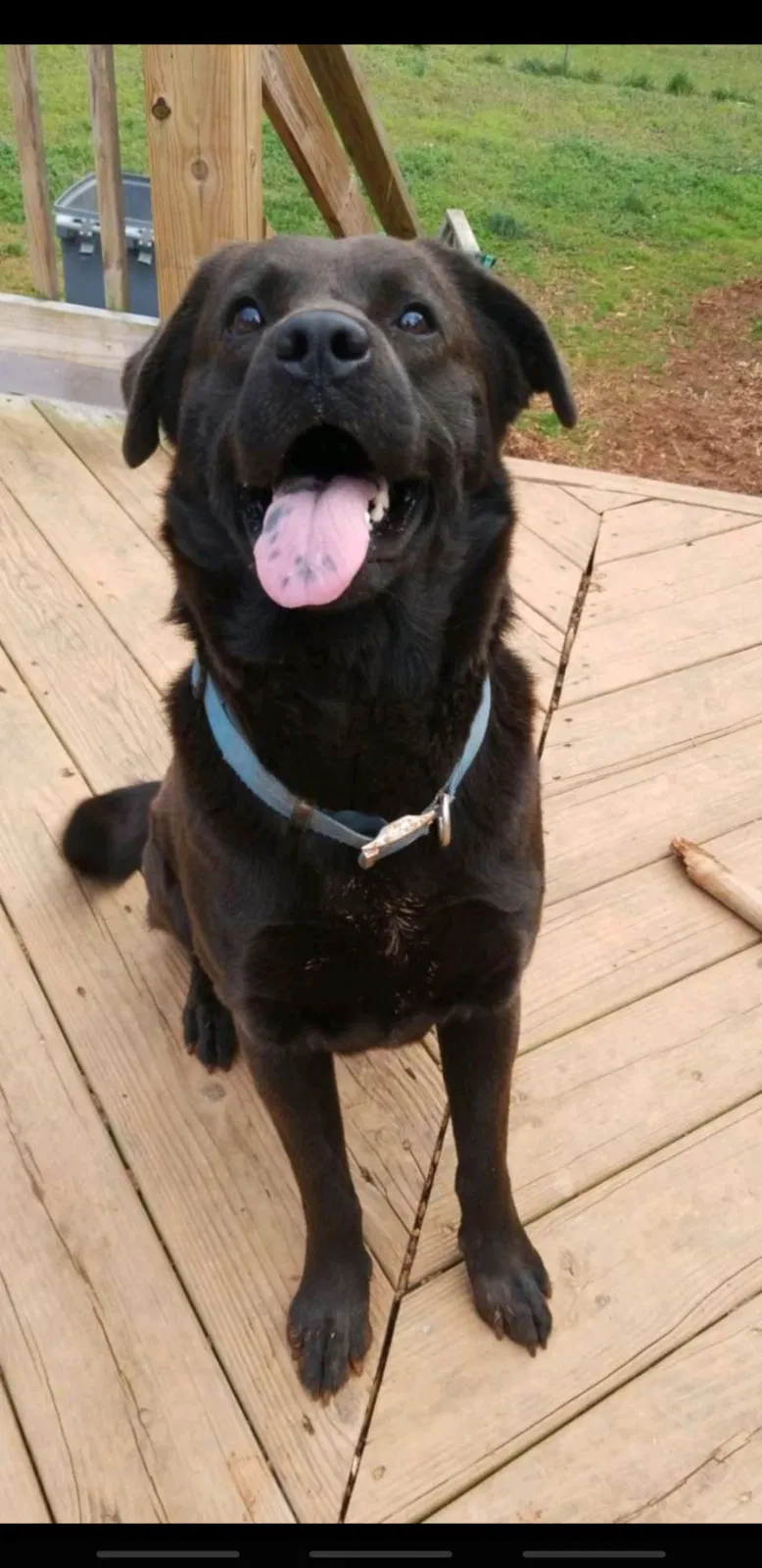 Lost dog in Charlotte, NC, 28227