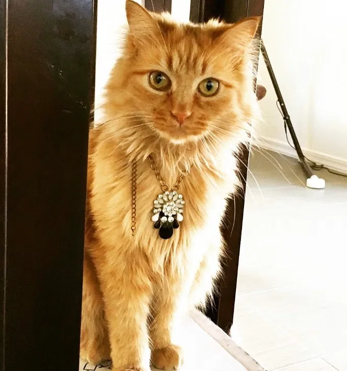 Lost cat in Gilbert, AZ, 85298
