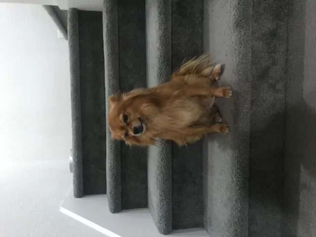 Lost dog in Sacramento, CA, 95829