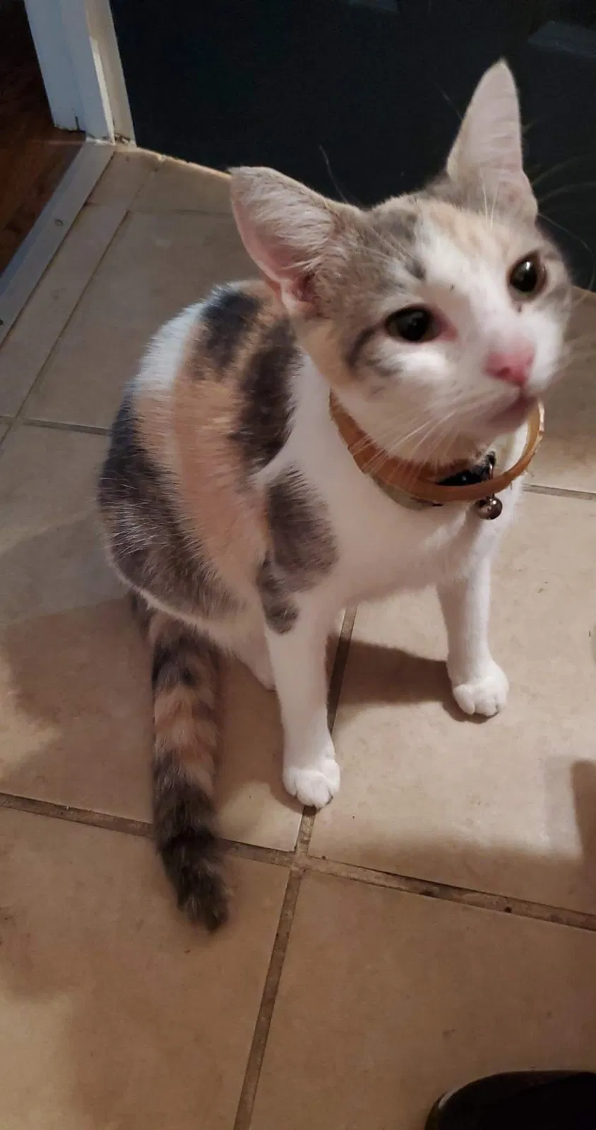 Lost cat in Mentone, AL, 35984
