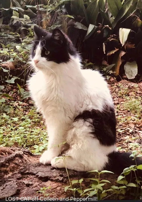 Lost cat in Houston, TX, 77080