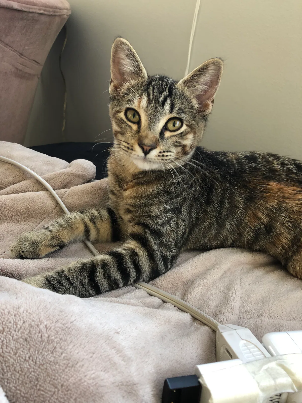 Lost cat in Maple Valley, WA, 98038