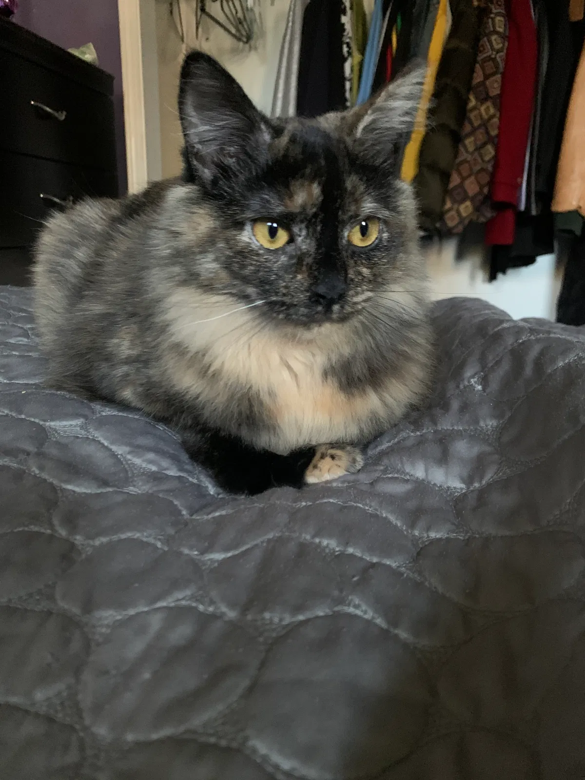 Lost cat in New Orleans, LA, 70122
