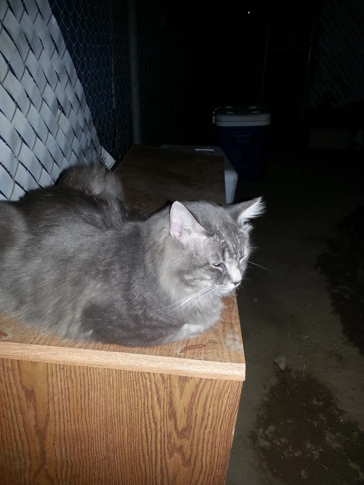 Lost cat in Rialto, CA, 92376