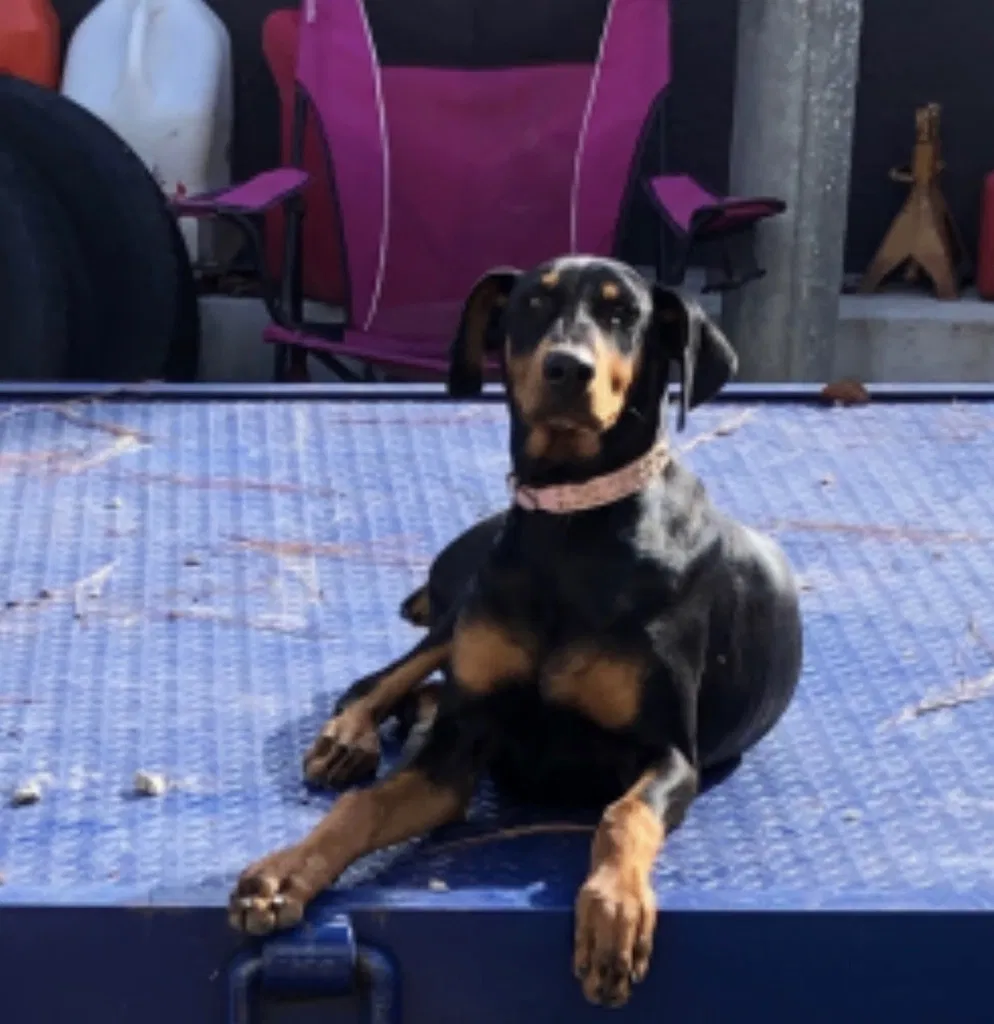 Lost dog in West Covina, CA, 91791