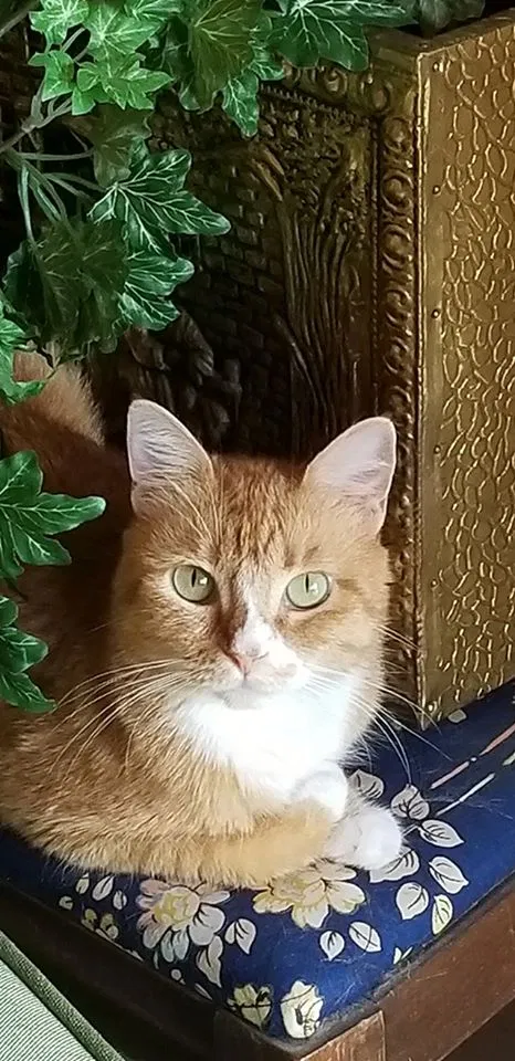 Lost cat in Brownsville, TX, 78520