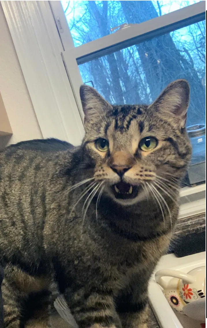 Lost cat in Soddy Daisy, TN, 37379