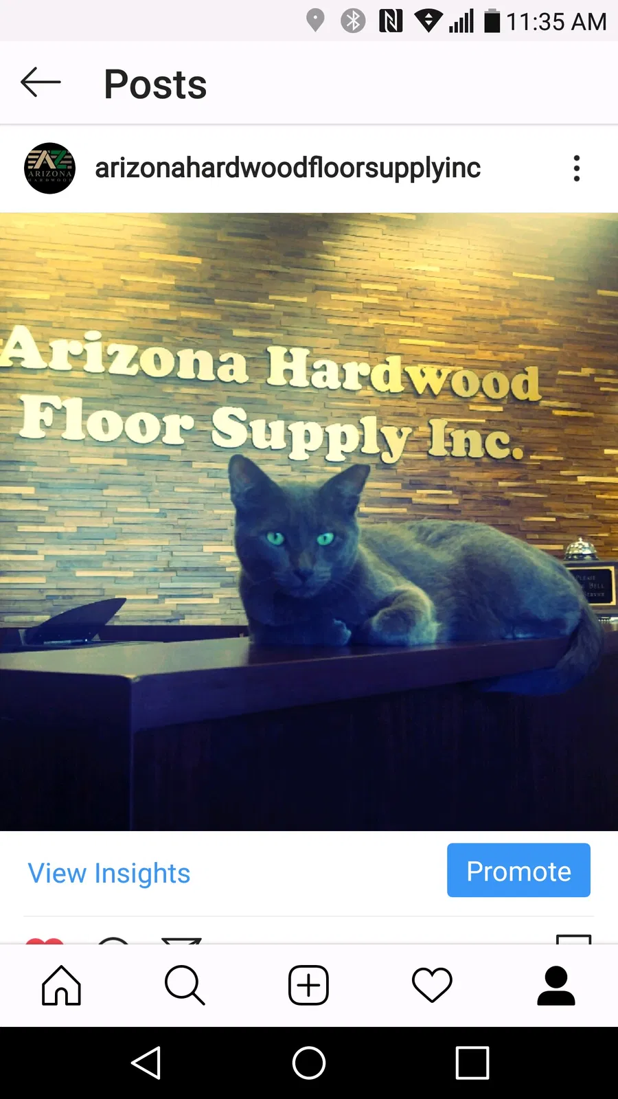 Lost cat in Phoenix, AZ, 85040