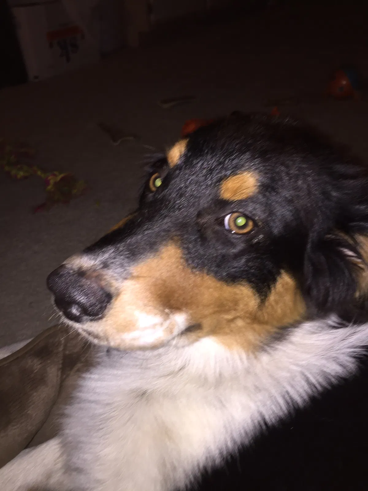 Lost dog in Rancho Cucamonga, CA, 91730