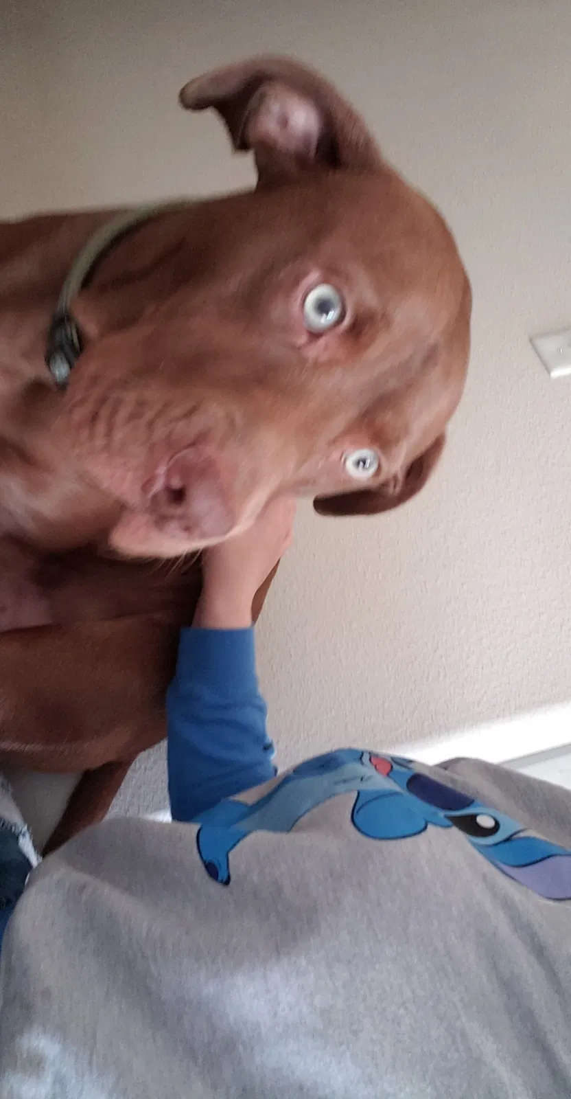 Lost dog in Troutdale, OR, 97060