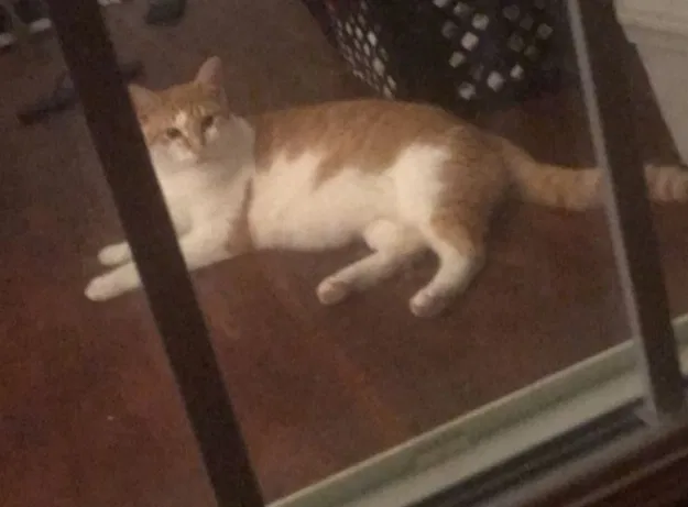 Lost cat in Saint Petersburg, FL, 33709