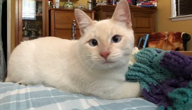 Lost cat in Fontana, CA, 92335