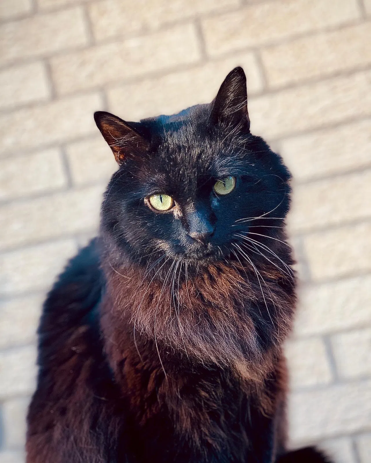 Lost cat in Fort Worth, TX, 76134