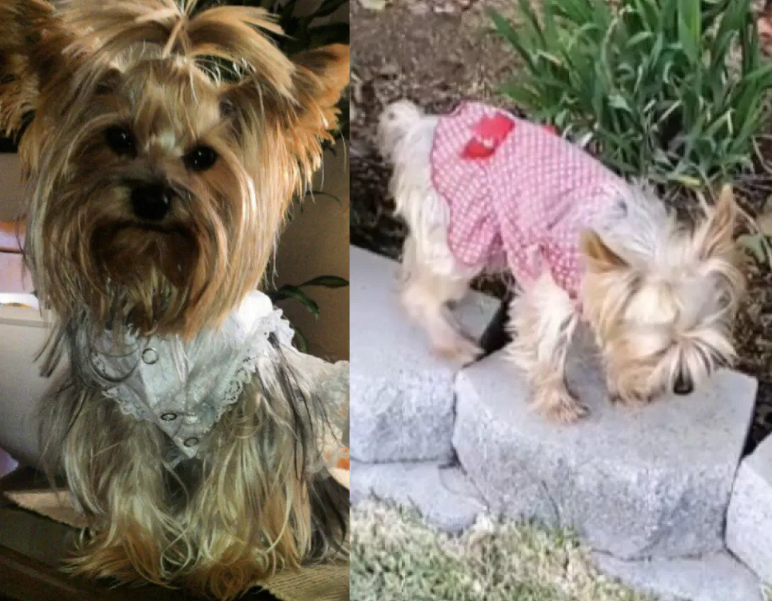Lost dog in Moreno Valley, CA, 92557