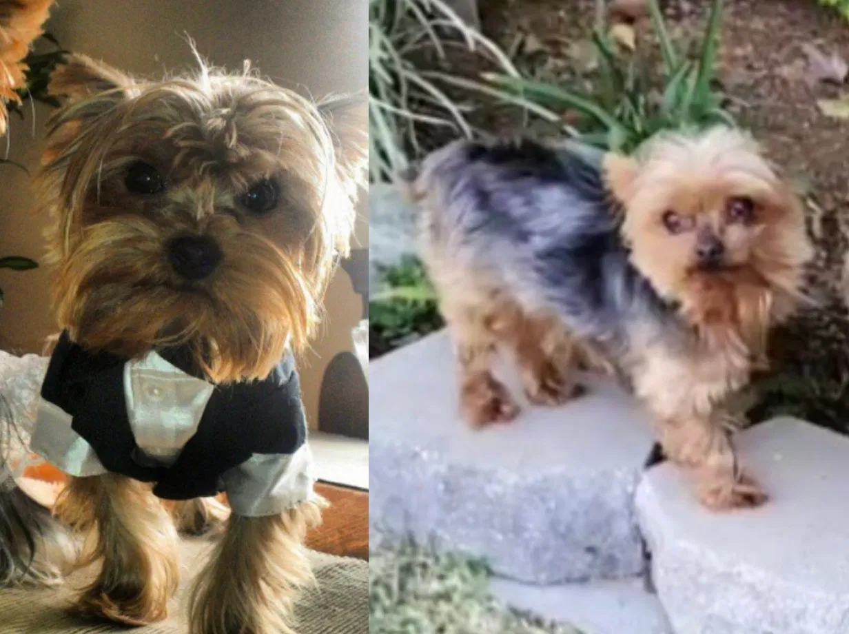 Lost dog in Moreno Valley, CA, 92557