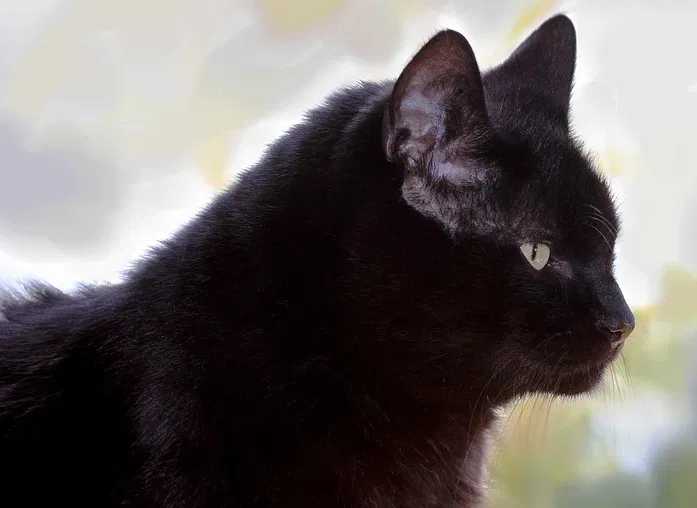 Lost cat in Harvard, IL, 60033