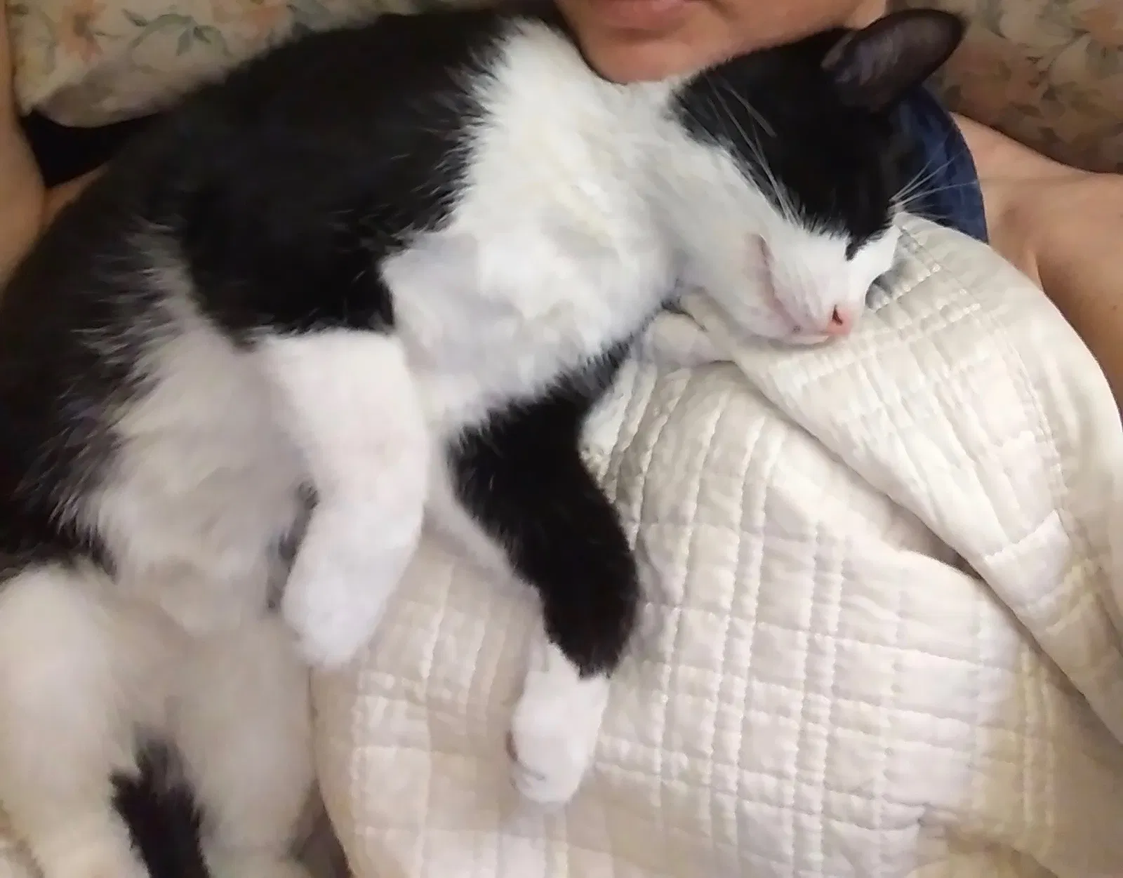 Lost cat in Phoenix, AZ, 85013