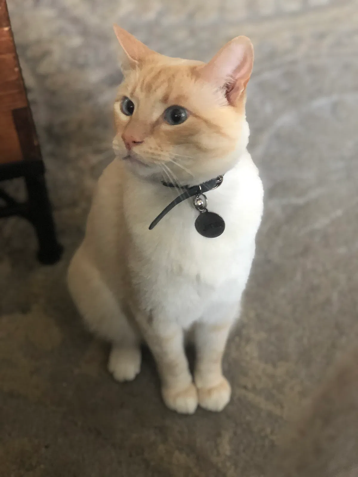 Lost cat in Silverdale, WA, 98383