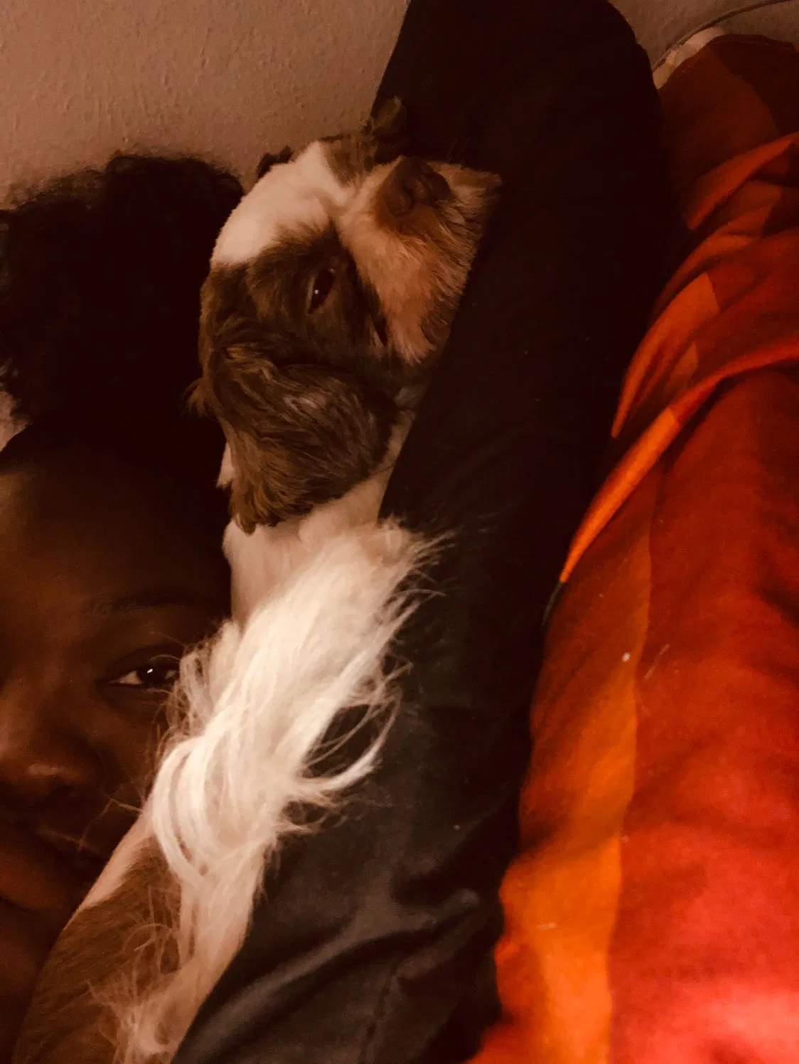 Lost dog in Tampa, FL, 33612