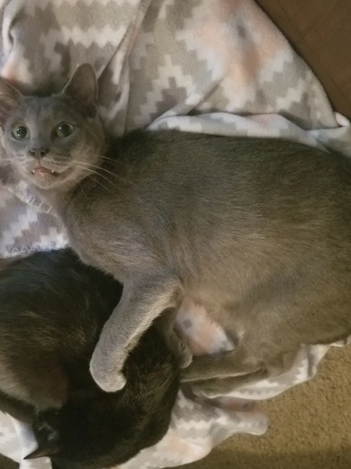 Lost cat in Chesapeake, VA, 23320
