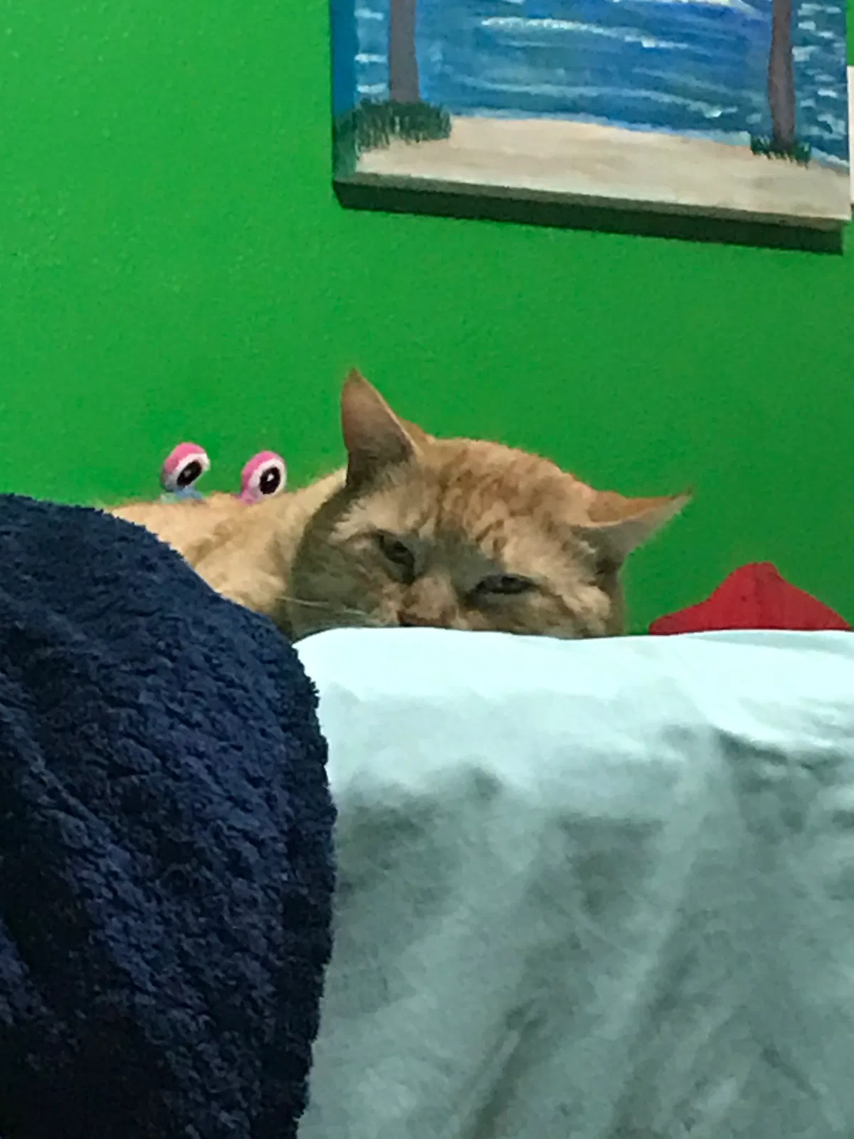 Lost cat in Harlingen, TX, 78550