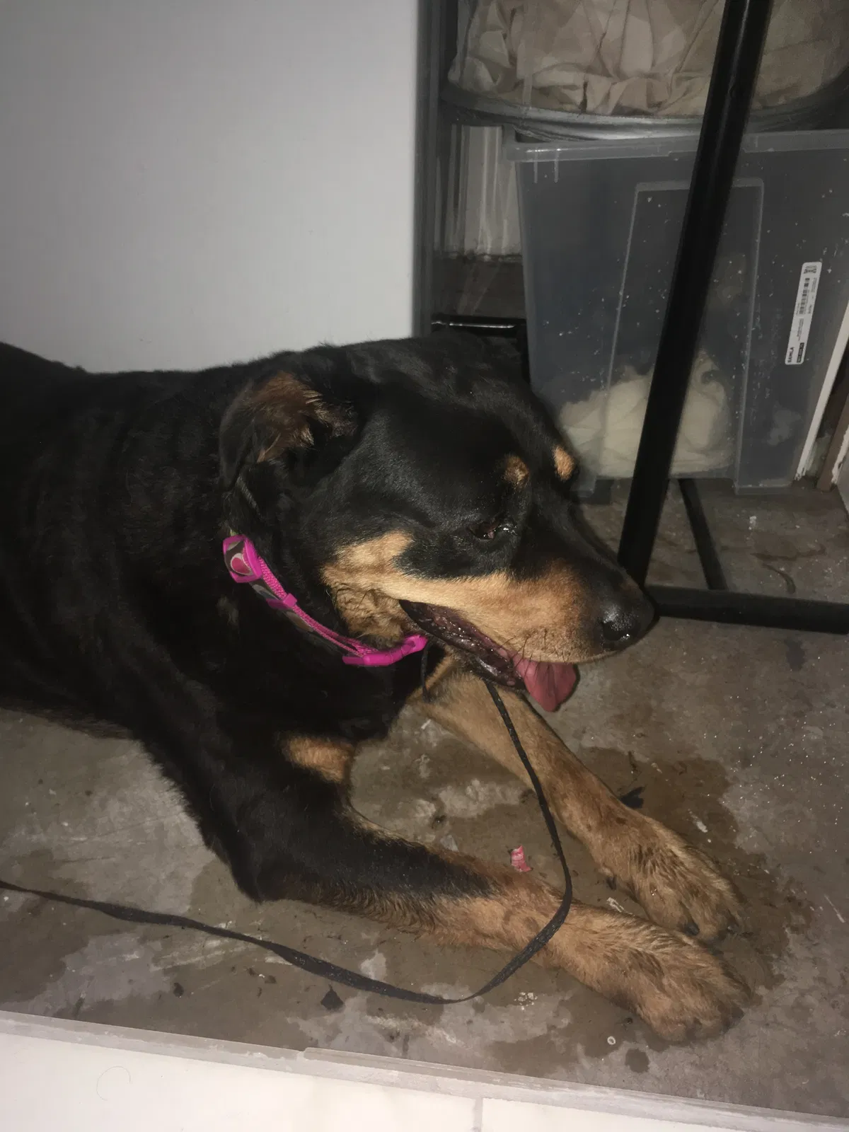 Found dog in Los Angeles, CA, 90012
