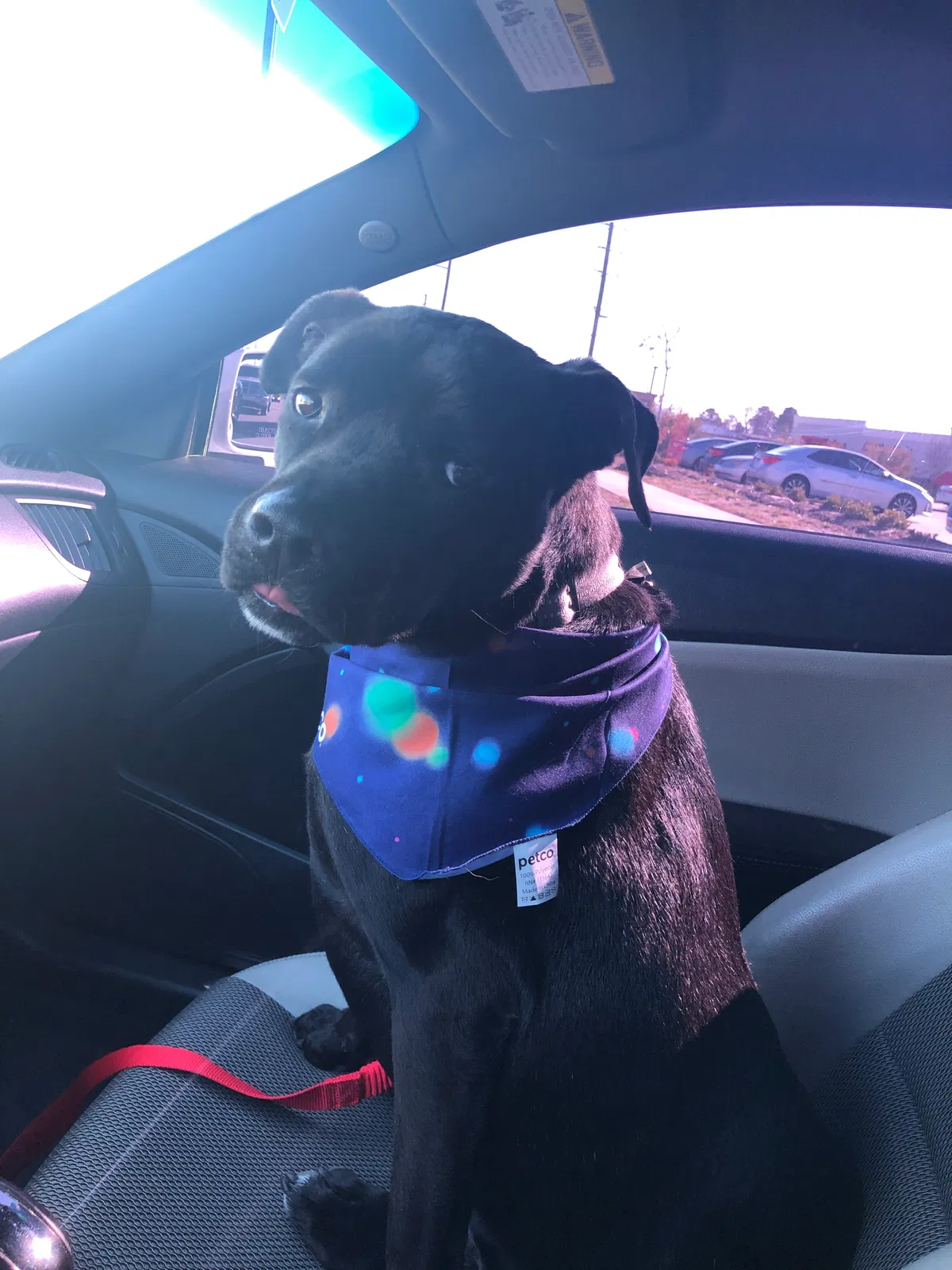 Lost dog in Cameron, NC, 28326