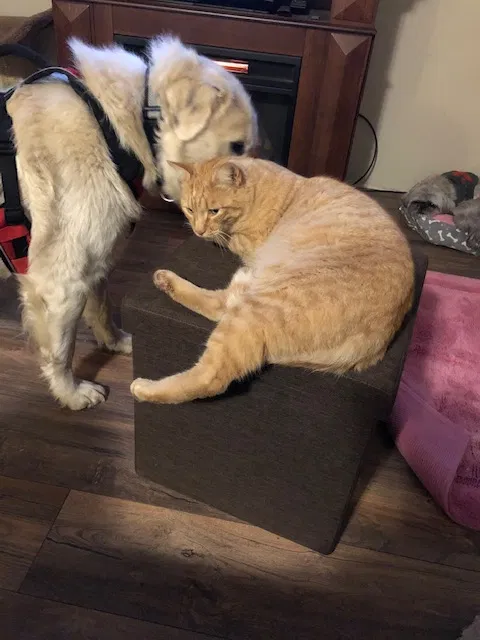 Lost cat in Creswell, OR, 97426