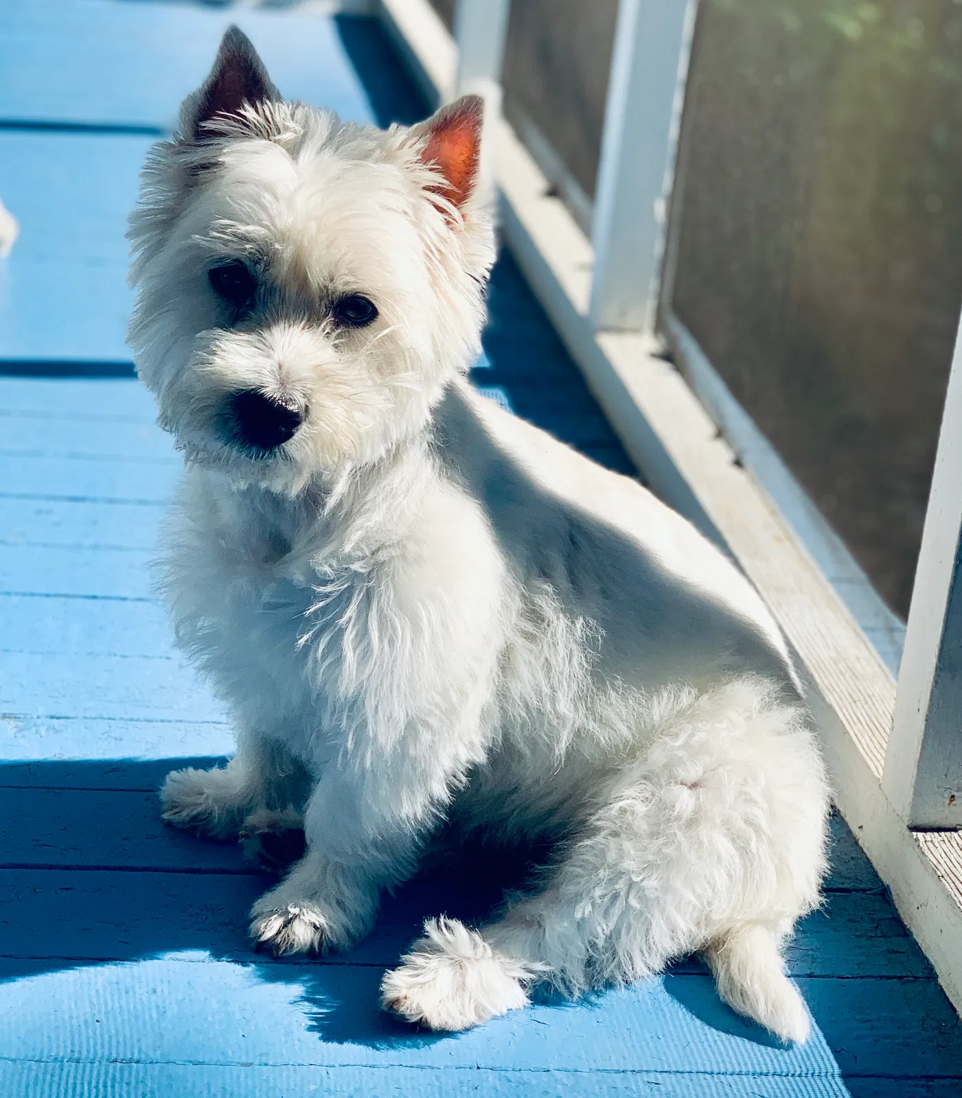 Lost dog in Ocala, FL, 34471