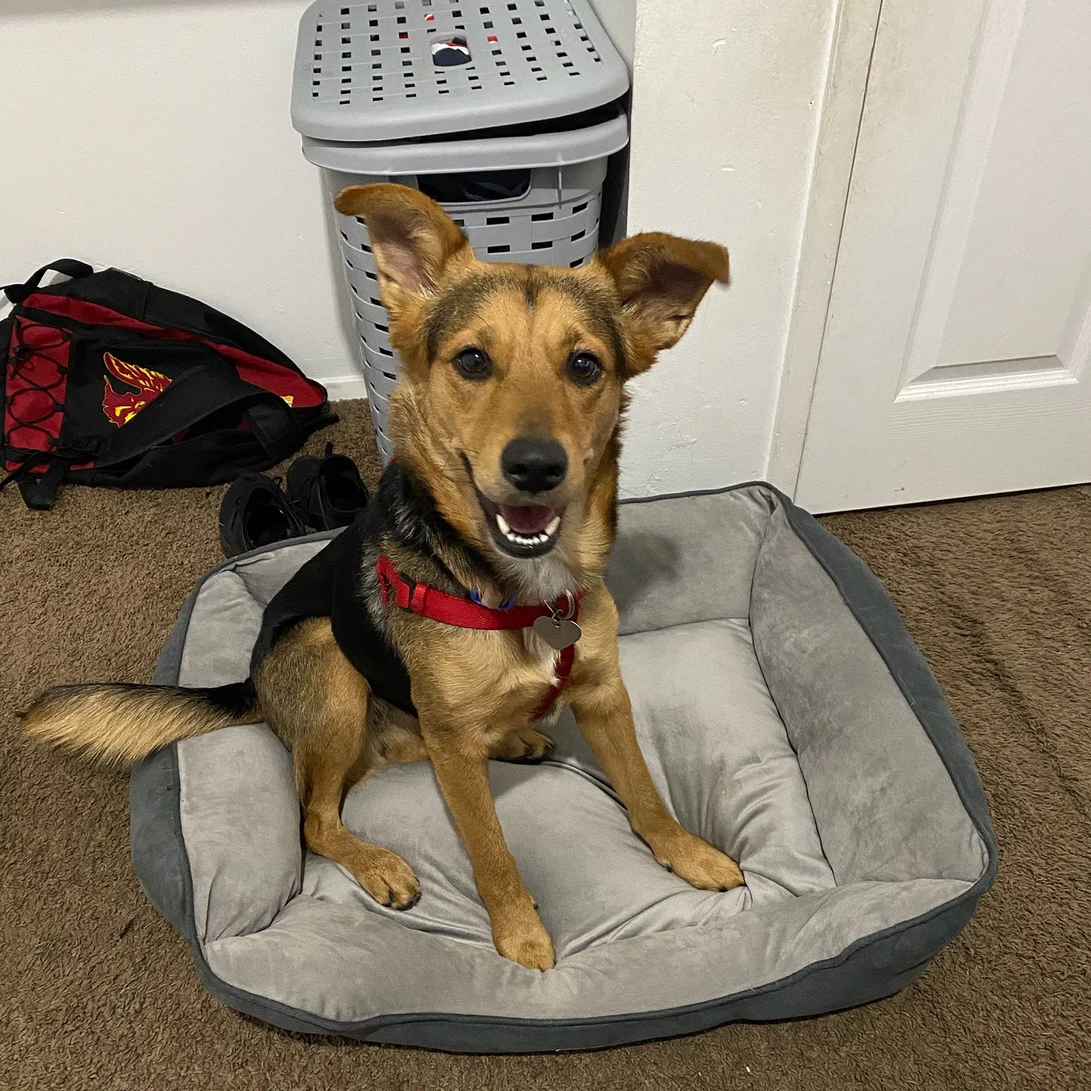 Lost dog in Los Angeles, CA, 90022