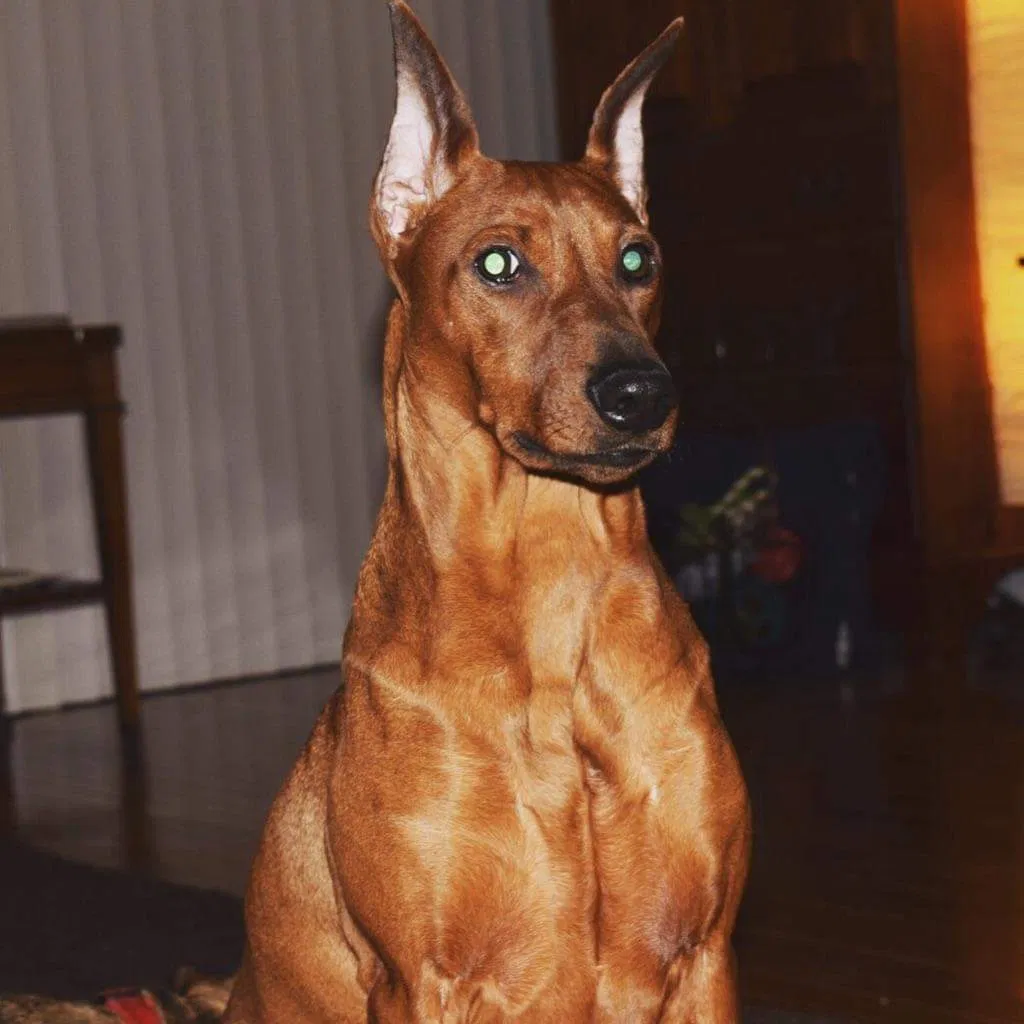Lost dog in Royersford, PA, 19468