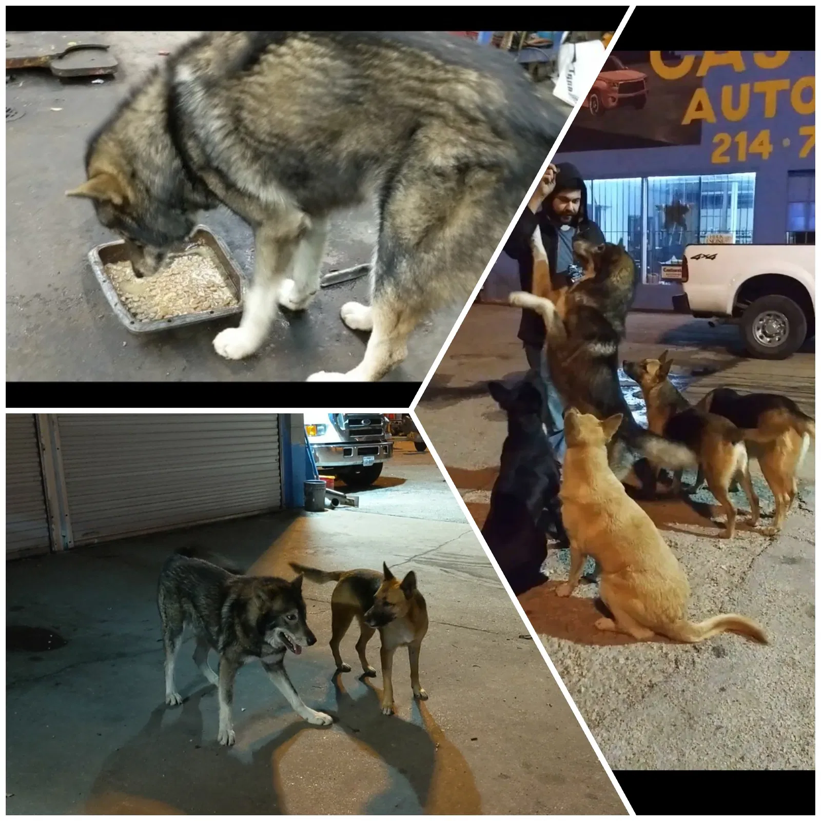 Lost dog in Dallas, TX, 75223