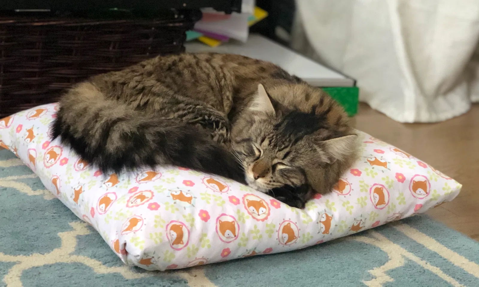 Lost cat in Walled Lake, MI, 48390