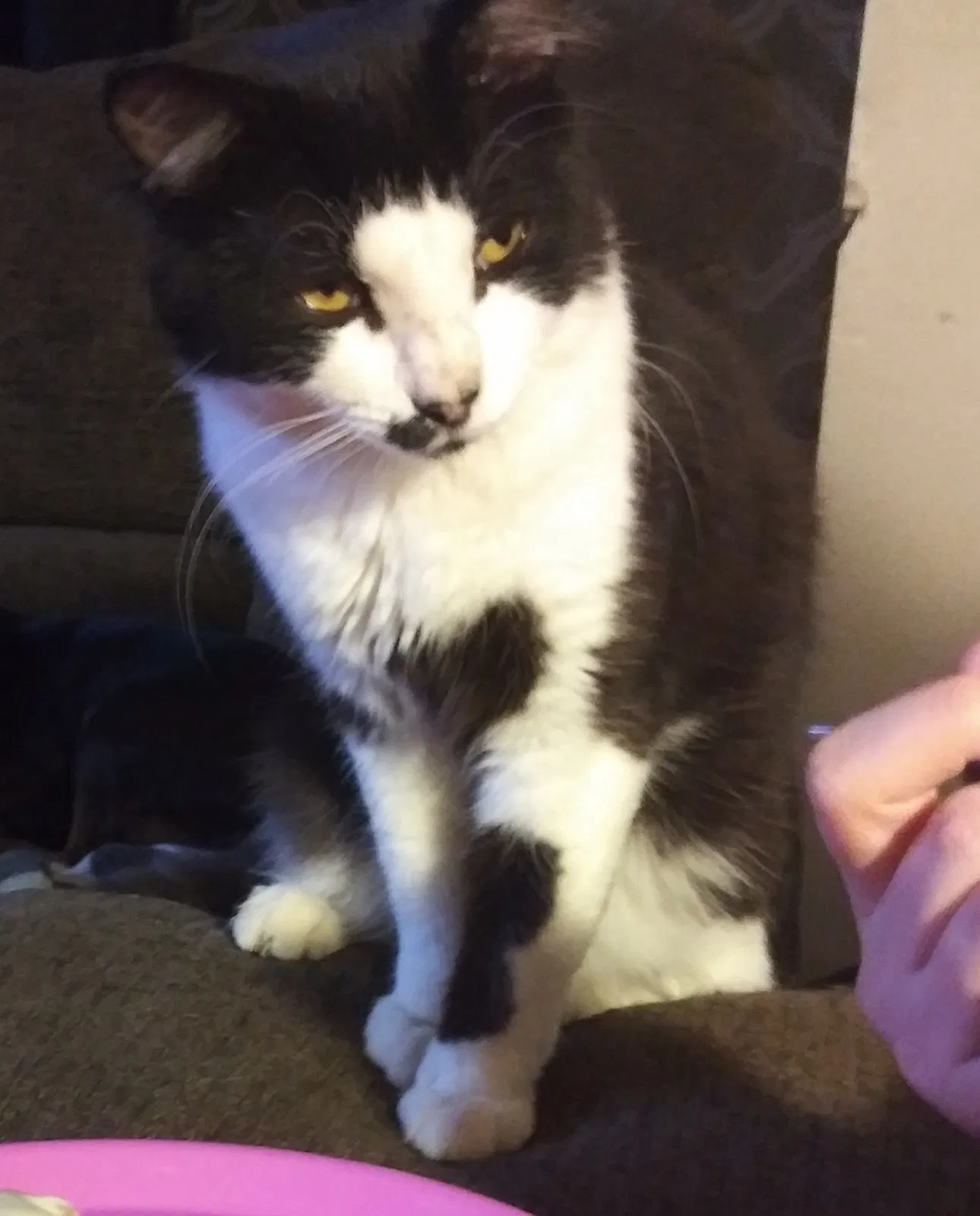 Lost cat in Fort Smith, AR, 72908