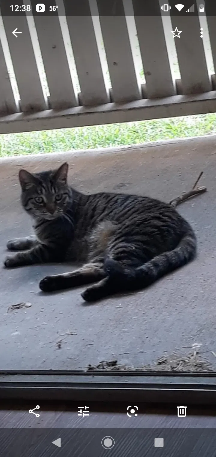 Lost cat in Fort Worth, TX, 76155