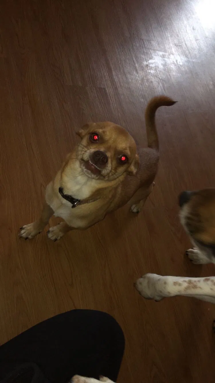 Lost dog in Fayetteville, NC, 28306