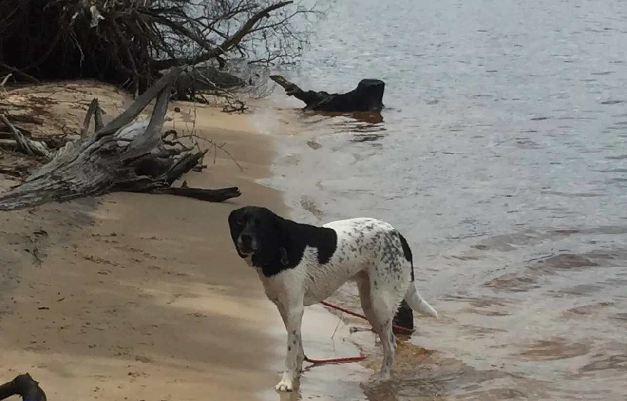 Lost dog in Valparaiso, FL, 32580
