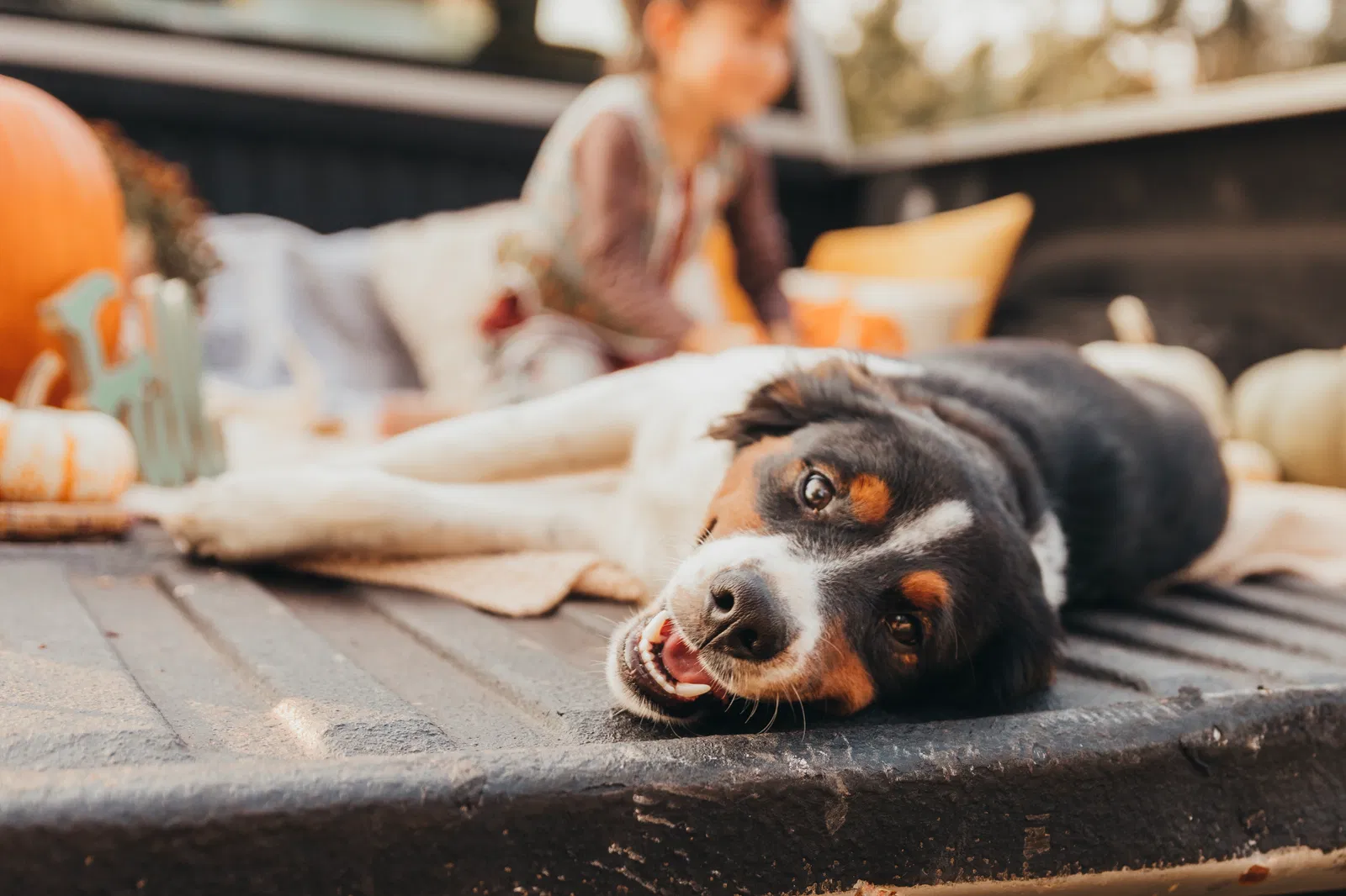 Lost dog in Kathleen, GA, 31047