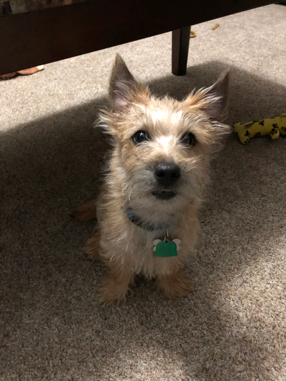 Lost dog in Dell Rapids, SD, 57022