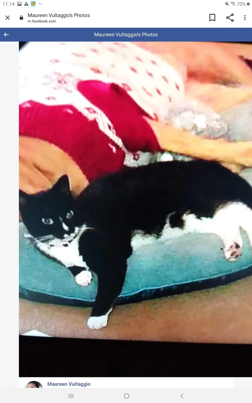 Lost cat in Dunnellon, FL, 34434