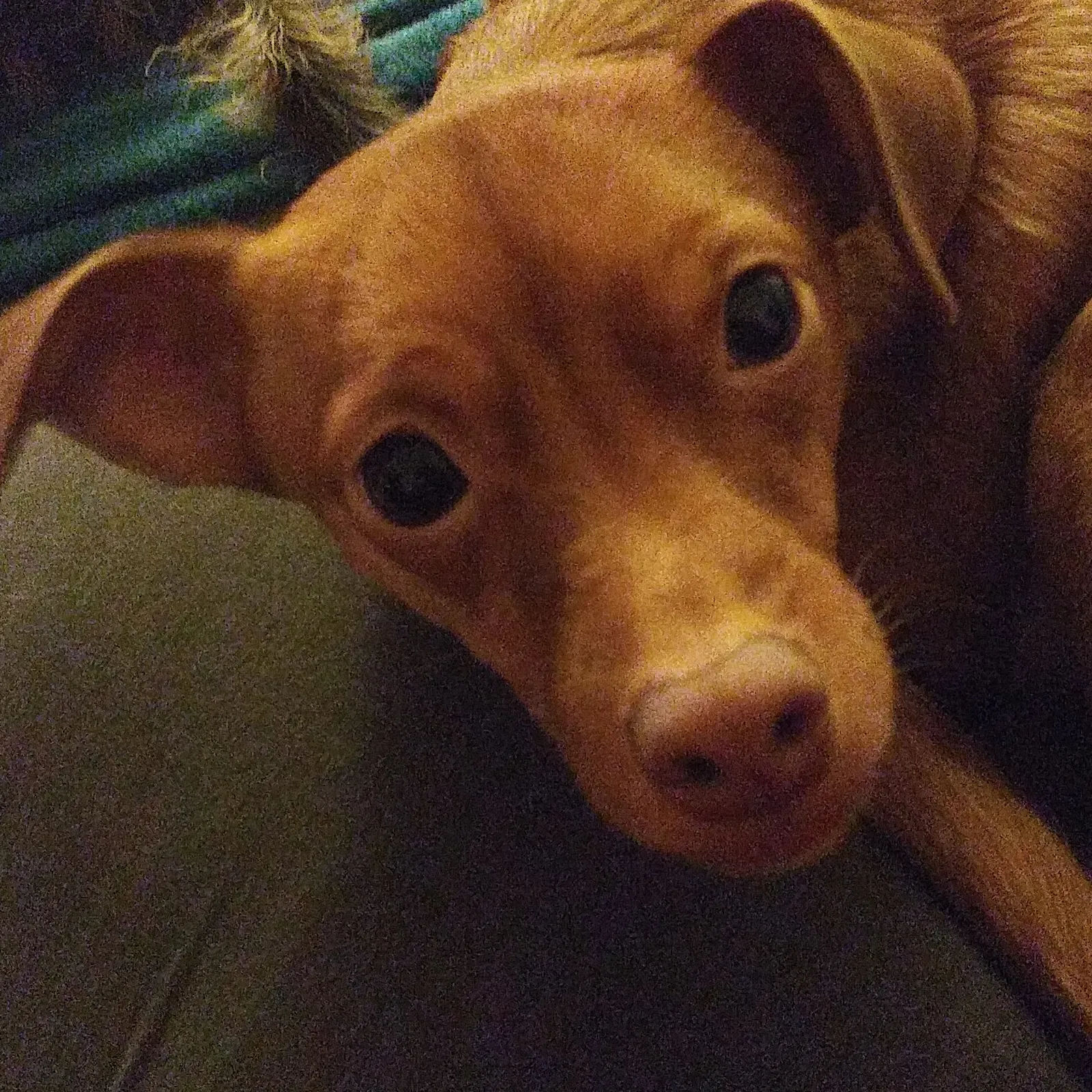 Lost dog in Santa Ana, CA, 92707