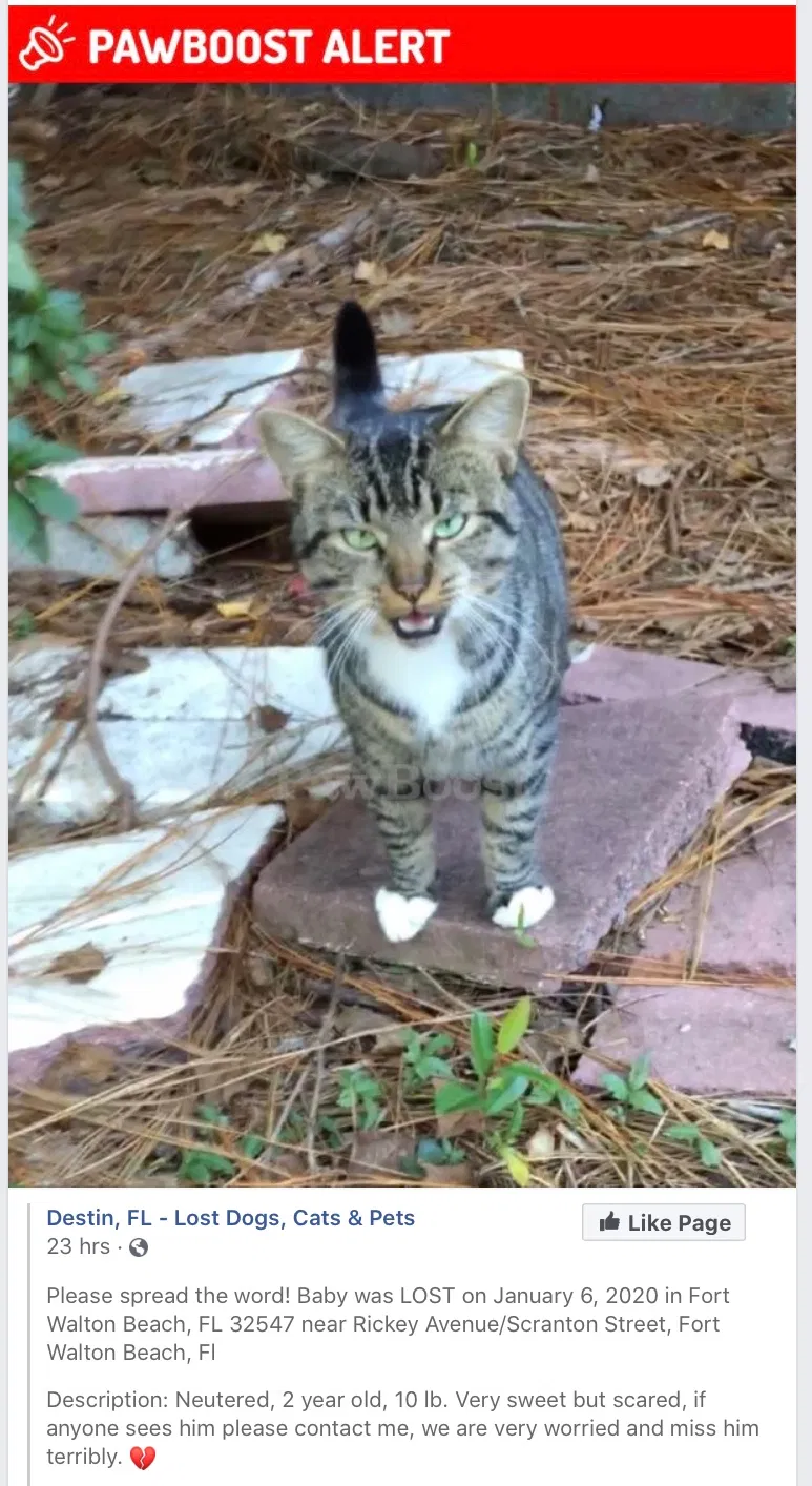 Lost cat in Fort Walton Beach, FL, 32547