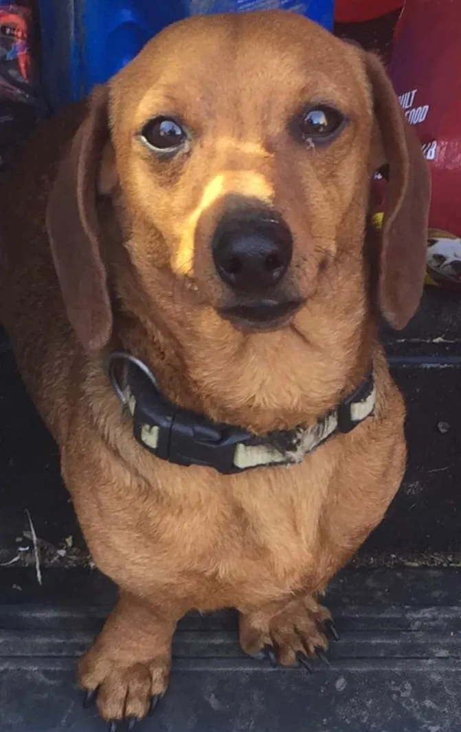 Lost dog in Ashford, WV, 25009