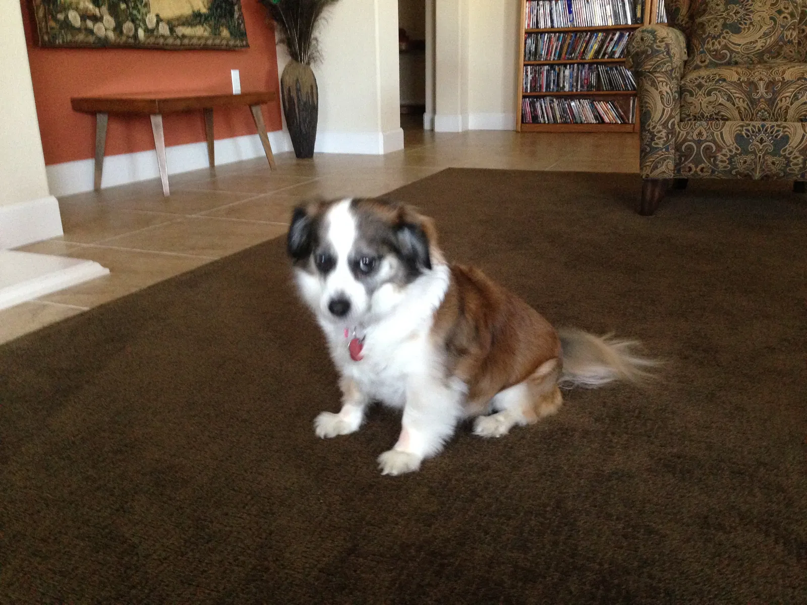 Lost dog in Phoenix, AZ, 85033