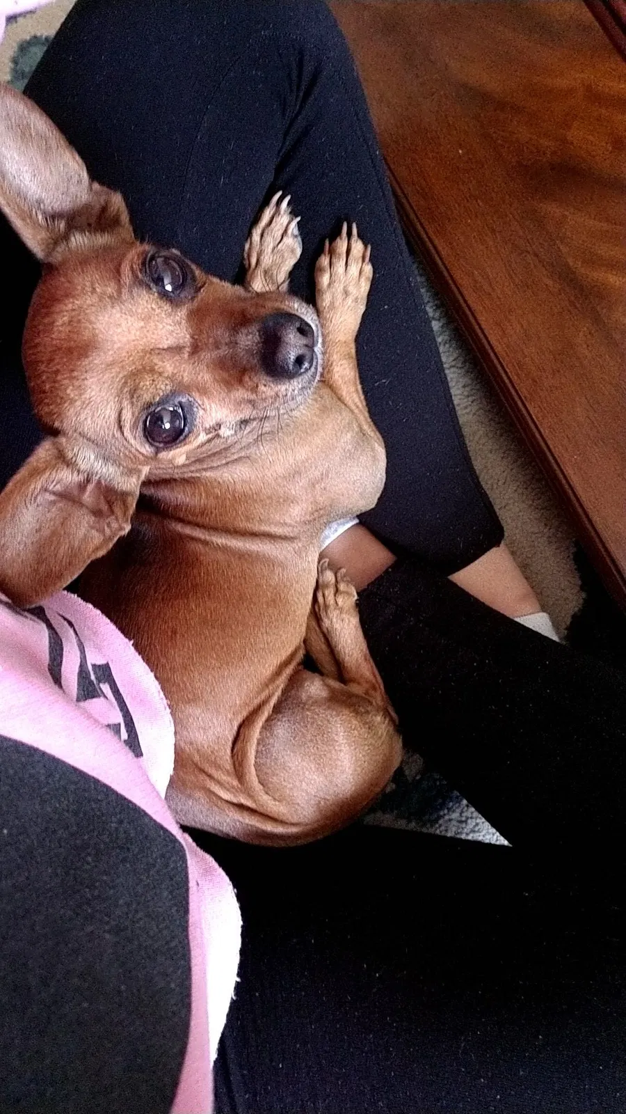 Lost dog in Pueblo, CO, 81007